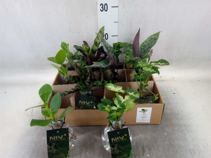 <h4>Planten  ..mix</h4>