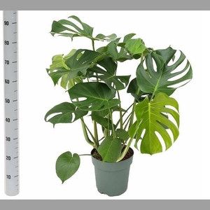 MONSTERA DELICIOSA
