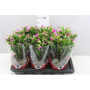 Schlumbergera Roze