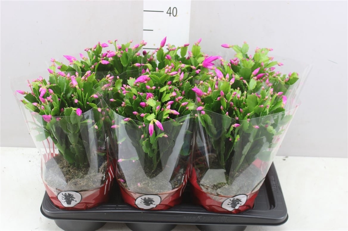 <h4>Schlumbergera Roze</h4>