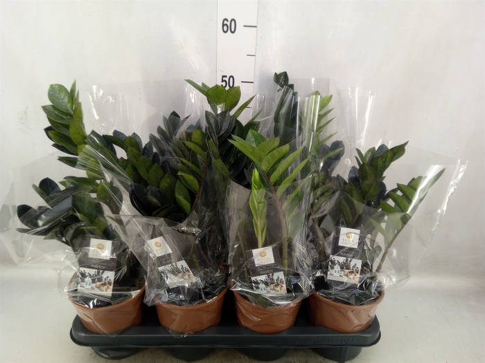 <h4>Zamioculcas zamiifolia 'Dowon'</h4>