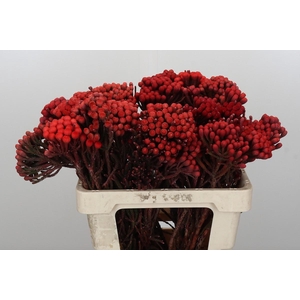 Kaaps Groen Red Brunia XL