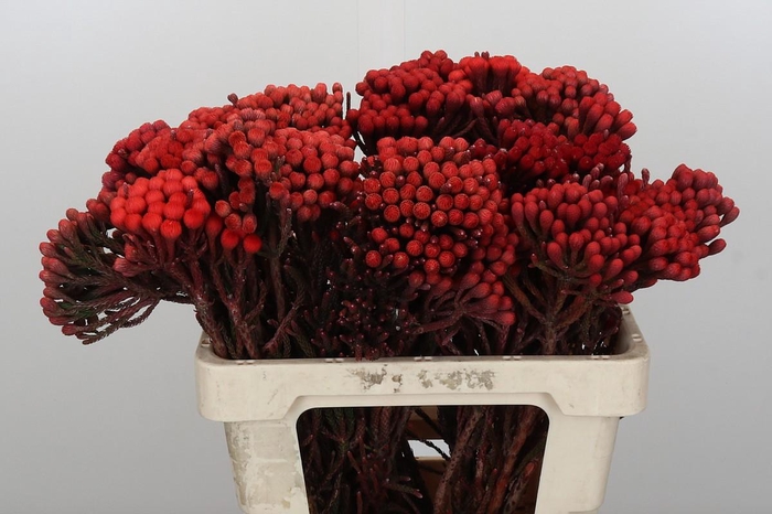 <h4>Kaaps Groen Red Brunia XL</h4>