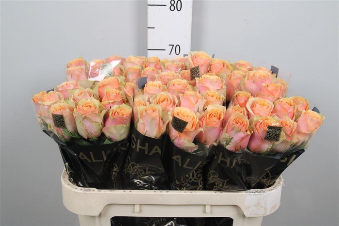 <h4>R Gr Dividend</h4>