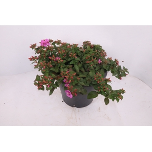 CENTRADENIA CASCADE