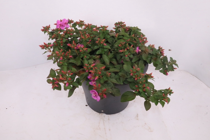 <h4>CENTRADENIA CASCADE</h4>