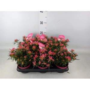 Rhododendron mol.  ...