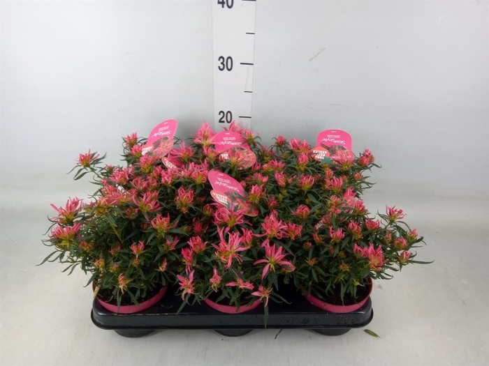 <h4>Rhododendron mol.  ...</h4>