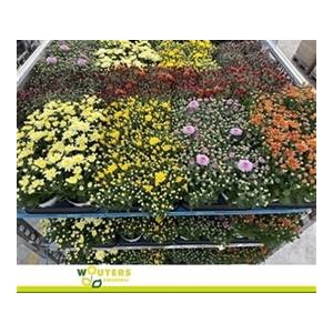 CHRYS GARDEN MUMS GM