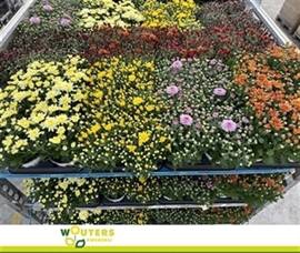 <h4>CHRYS GARDEN MUMS GM</h4>