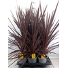 Cordyline austr. 'Red Star'
