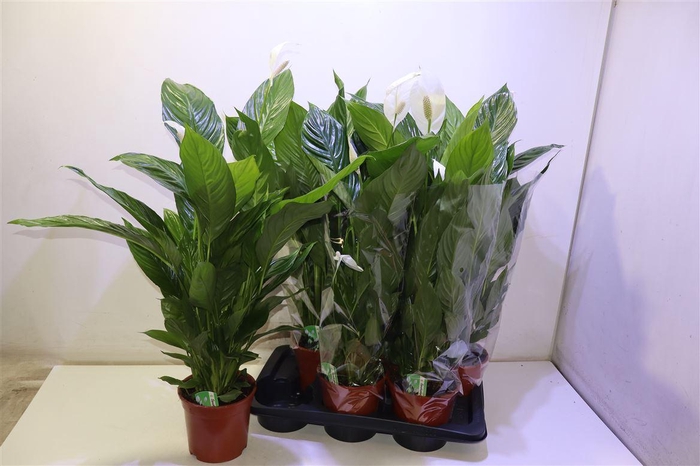 <h4>Spath Verdi</h4>