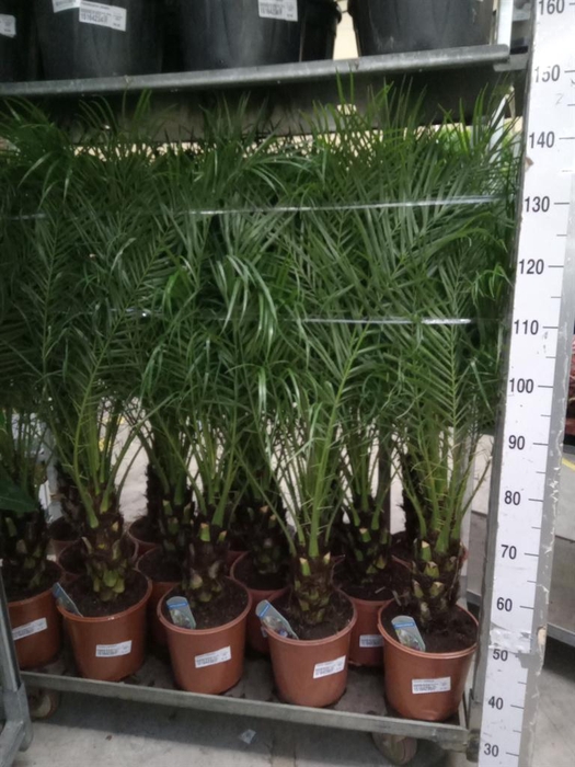 <h4>Phoenix roebelenii</h4>