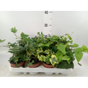 Hedera   ...mix