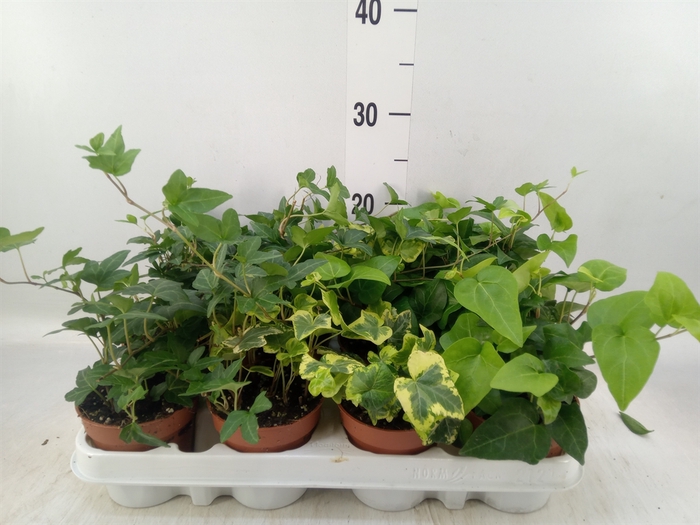 <h4>Hedera   ...mix</h4>