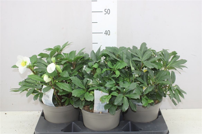 <h4>Helleborus Ni Mon Blanc 20+</h4>