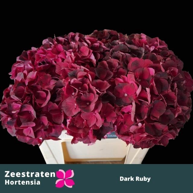 <h4>HYDR M MAG DARK RUBY</h4>