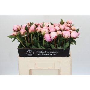 Paeonia Sarah Bernhardt