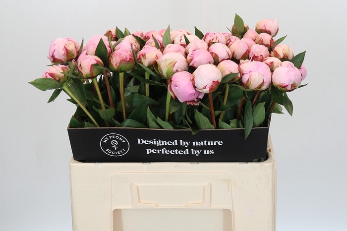 <h4>Paeonia Sarah Bernhardt</h4>
