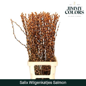 Salix Katjes L90 Klbh. Zalm