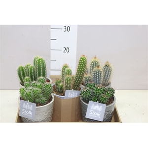 Cactus Gemengd In Gaia Keramiek