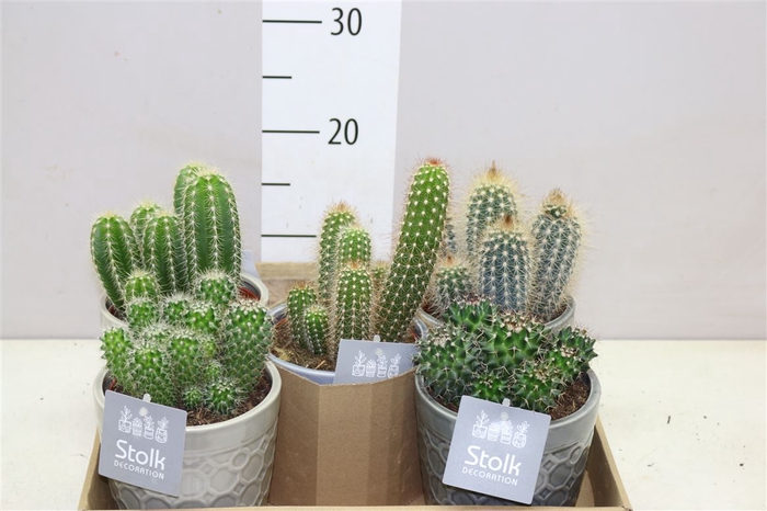Cactus Gemengd In Gaia Keramiek