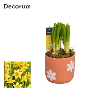 Narcis Terracotta HL13873N