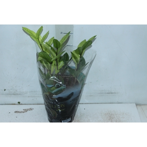 ZAMIOCULCAS CHAMELEON P14