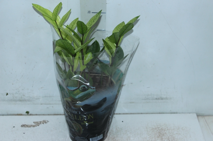 <h4>ZAMIOCULCAS CHAMELEON P14</h4>