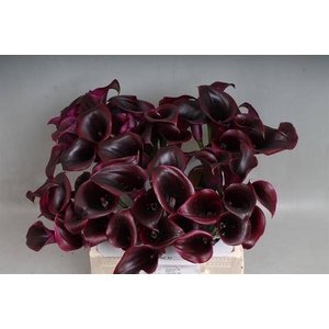 Calla Cantor Kallaland