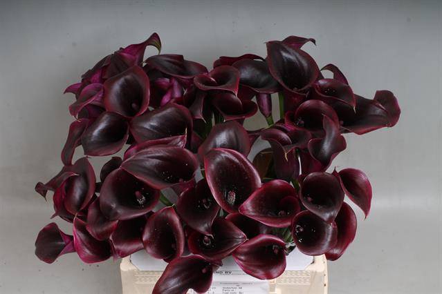 <h4>Calla Cantor Kallaland</h4>