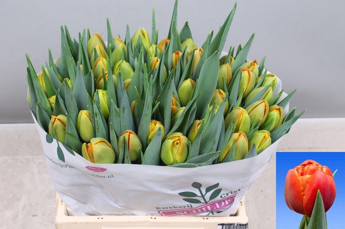 <h4>TU DU ICOON</h4>