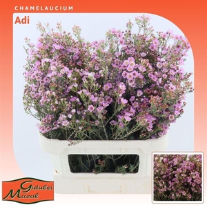 Chamelaucium Grand Adi