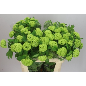 Viburnum Roseum Ex