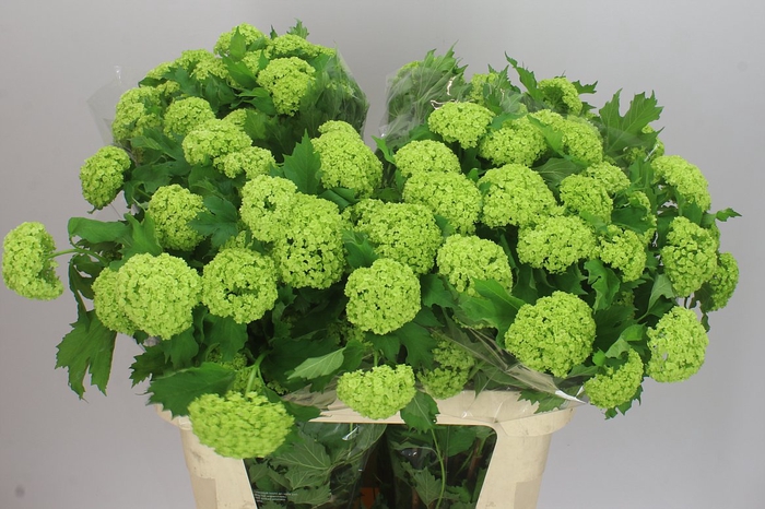 <h4>Viburnum Roseum Ex</h4>
