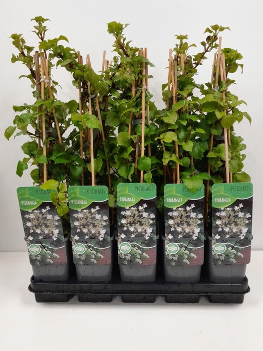 <h4>Hydrangea anomala petiolaris</h4>
