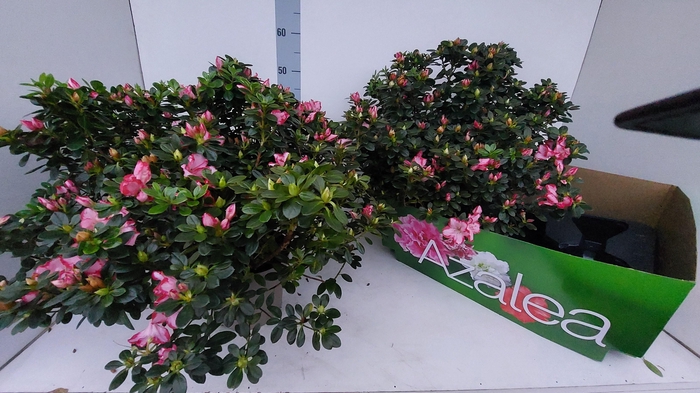 <h4>RHODO SI FLUOSTERN</h4>