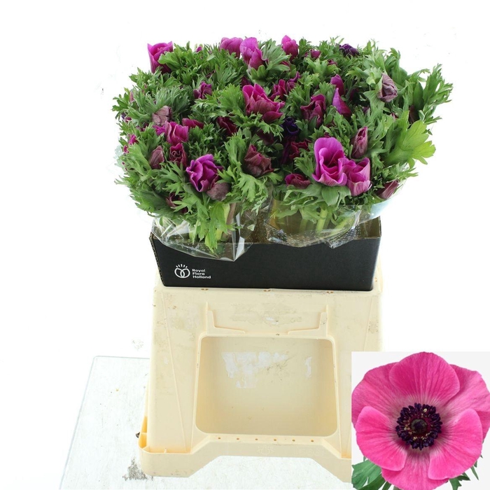 <h4>ANEM CO MAR ORCHID</h4>