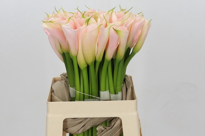 <h4>Zantedeschia Eydolls Salmon</h4>