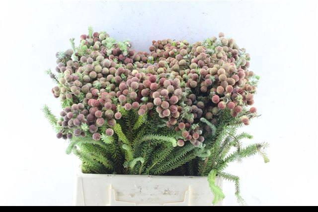 <h4>BRUN PALEACEA</h4>