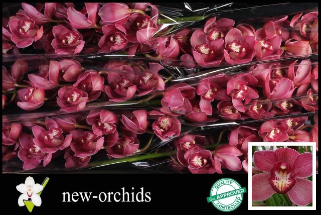 <h4>CYMB T RED DREAM</h4>