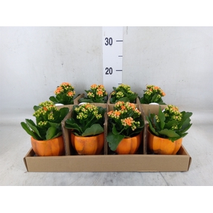 Arr.    Planten  L%