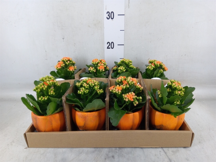 <h4>Arr.    Planten  L%</h4>