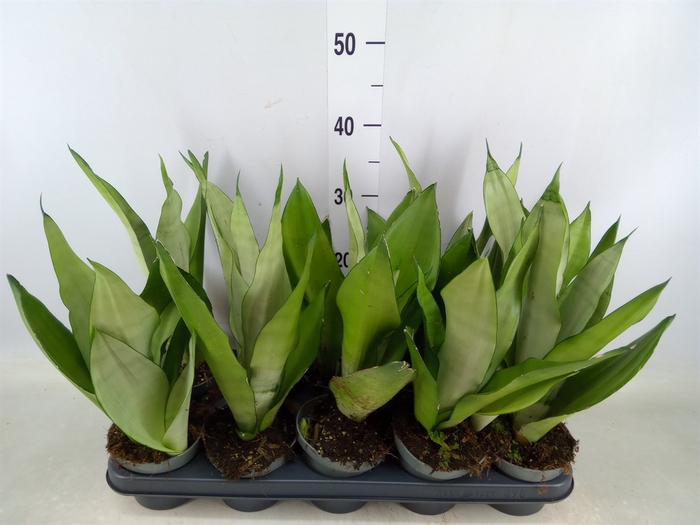 <h4>Sansevieria trifa. 'Moonshine'</h4>