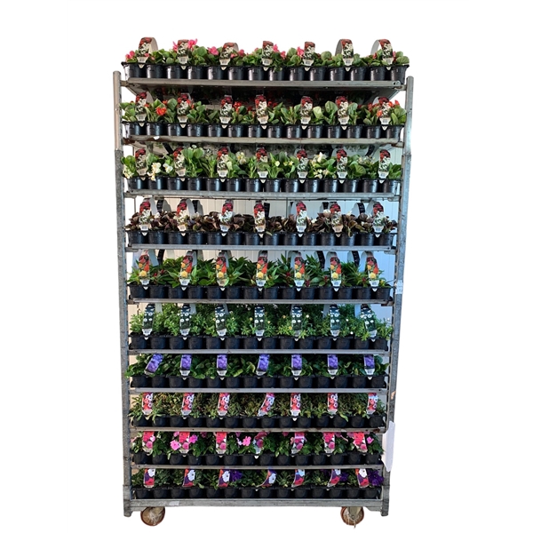 <h4>Overig perkplanten mixkar 6p</h4>