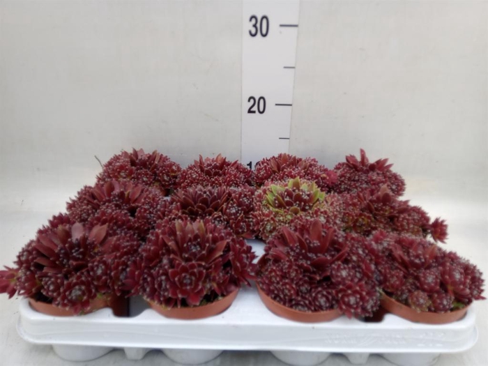 <h4>Sempervivum   ...</h4>