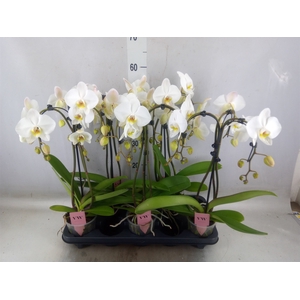 Phalaenopsis  'Ant Leeds'