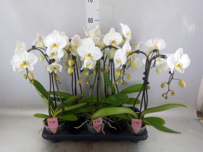 <h4>Phalaenopsis  'Ant Leeds'</h4>
