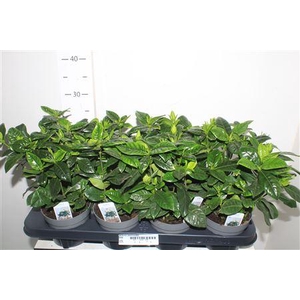 Gardenia Jasminoides