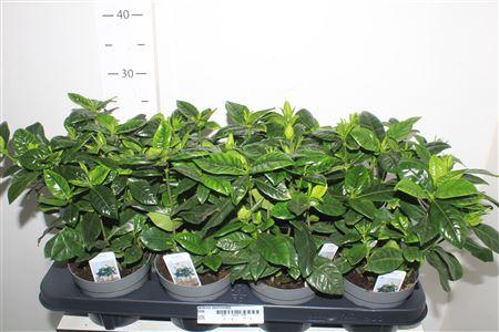 <h4>Gardenia Jasminoides</h4>